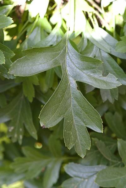Hloh jednosemenný Compacta (Crataegus monogyna), listy