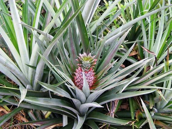 Kdy se sklízí ananas?