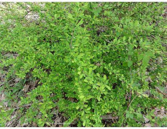 Berberis thunbergii dráč C2L/ 25-30