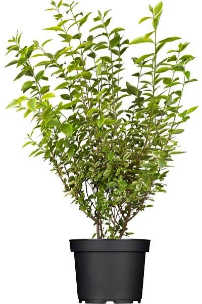 OBI Ptačí zob vejčitolistý "Aureum" výška cca 125-150 cm pr. cca 18 l Ligustrum nakoupit u OBI