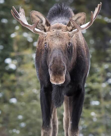 Canadian moose
