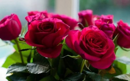 O purpurových růžích: popis a charakteristika odrůd, péče a kultivace