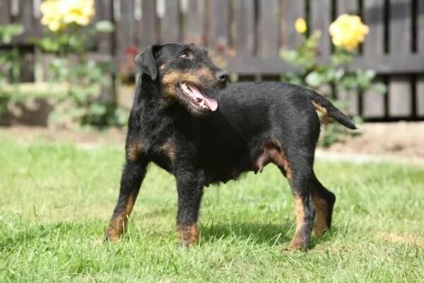 Jagdteriér