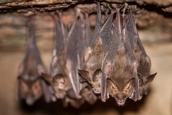 Koronavirus vznikl v netopýří jeskyni, zjistil vědec a varuje před dalšími epidemiemi
