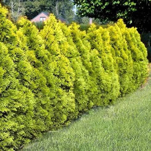 Zerav GOLDEN BRABANT ve květináči