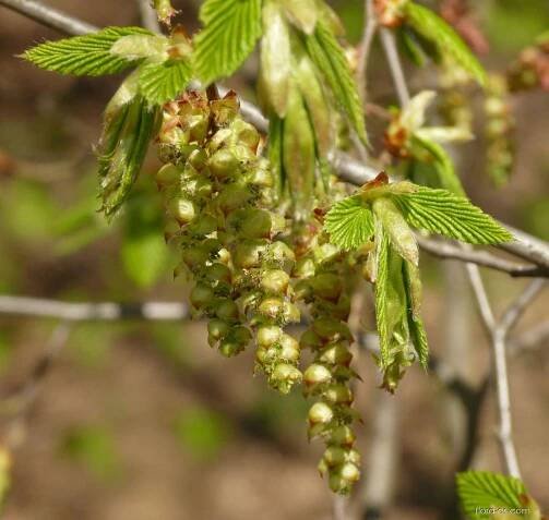 Habr obecný (Carpinus betulus)