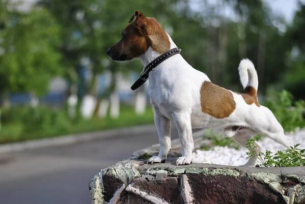 Jack Russell teriér (66 fotografií): popis plemene, zejména povaha psů, dívek a chlapců. Velikost a barvy štěňátek. Recenze
