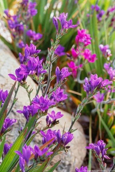 B Archives - Summer-Dry | Celebrate Plants in Summer-Dry Gardens