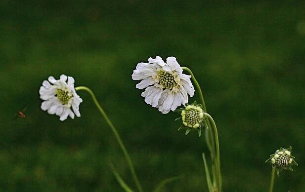 Scabiosa Caucasica Alba, Malé Scabious