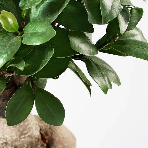 FICUS MICROCARPA GINSENG Izba rast v kvetináči (303.719.71) - recenzia, cena, kde kúpiť