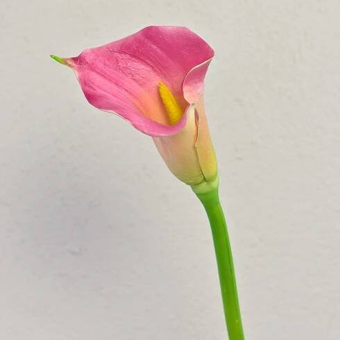 Umělá zantedeschia TALEA, růžová, 65cm, 9x11cm