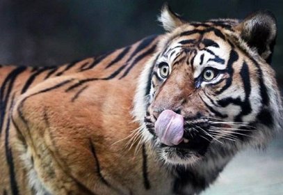 Tygřice v brněnské zoo nepřijala už třetího partnera, jednoho zahubila