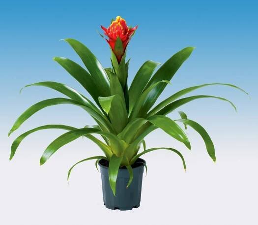 Paradise Orchids - Bromelia