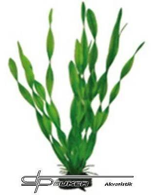 HOBBY Vallisneria 34cm