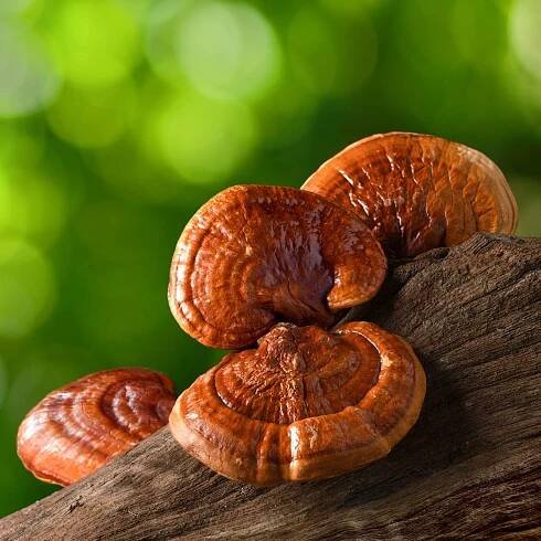 Lesklokorka lesklá - Ganoderma lucidum – sadba