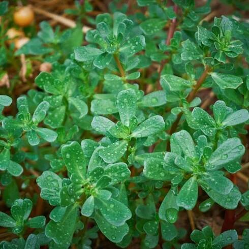 Fresh Purslane Herb - What Is Purslane And Care Of Purslane Plant