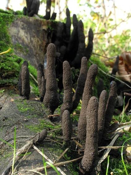Sordariomycetes - tvrdohouby - myko.cz