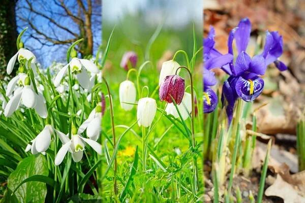 Poznávačka z biologie: Jaro je tu, kytky šílí. Rozeznáte sněženky od tulipánů?