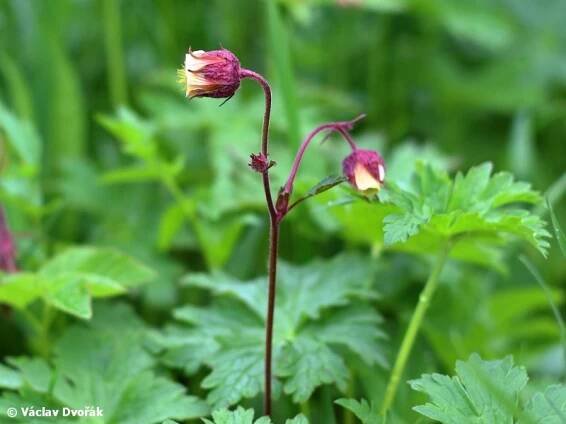 Geum rivale - kuklík potoční | Rosaceae - růžovité | Natura Bohemica