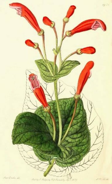 Angiosperm families - Gesneriaceae Dum. 
