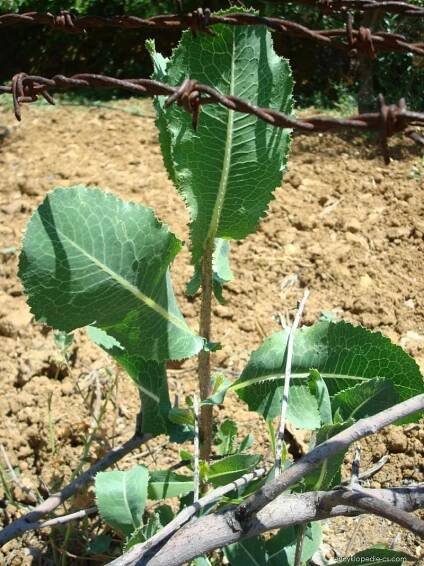 Locika jedovatá - Lactuca virosa