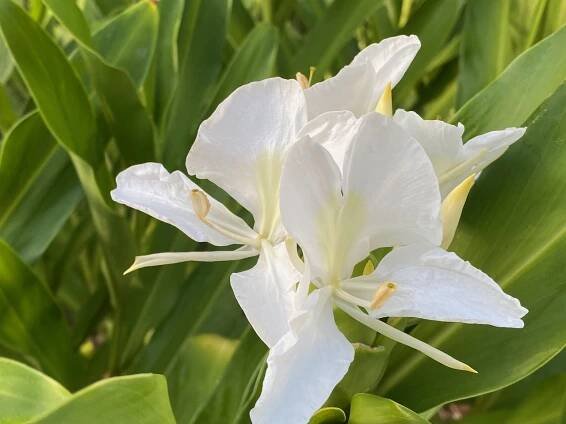 Hemerocallis (Daylily) | pbmGarden