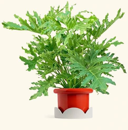 Philodendron Lickety Splitz in a 10 inches Fat Lip Red Planter in a Oat Petal Drip Tray