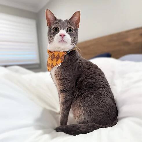 Argylle x Travel Cat Collar & Bandana Set - Officially Licensed