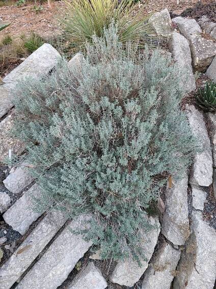A Crack full of Kitty Crack - Juniper Level Botanic Garden