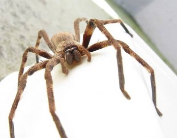 Spider Charlotte z Queenslandu nyní žije v záchranném útulku Barnyarda Bettyho