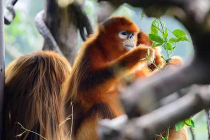 a golden snub nosed monkey eating leaves on a tree