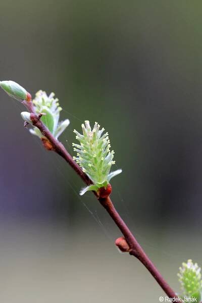 Salix aurita | Květena Šumavy