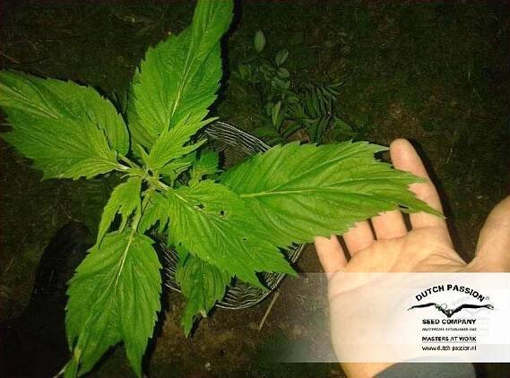 Frisian Duck® - konopí - Dutch Passion | Cannapedia