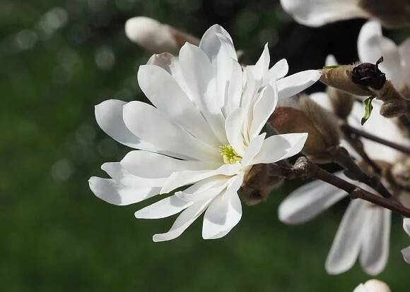 /Magnolia stellata, pestíky uvnitř květu.