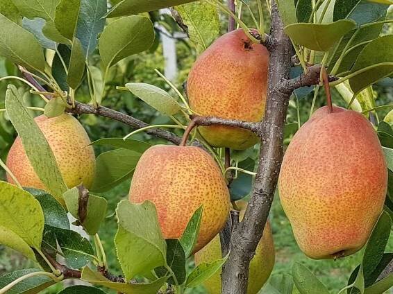 Hruška kyrgyzská zima