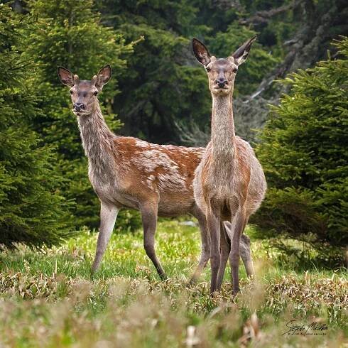 Sudokopytníci jelenovití | Štěpán Mikulka | Wildlife fotograf