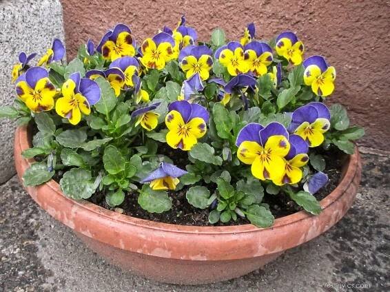 Violka rohatá Yellow Blue Jump Up (Viola cornuta)