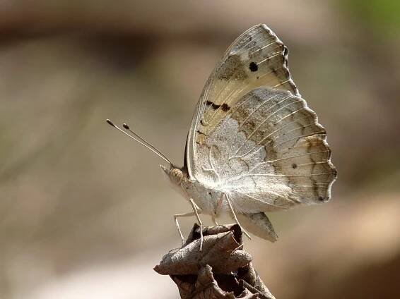 File:Junonia hierta by kadavoor.JPG - Wikimedia Commons