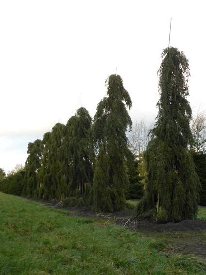 Tsuga canadensis 'Pendula'