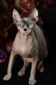 Gertruda Naked Angel - kočka Donský Sphynx