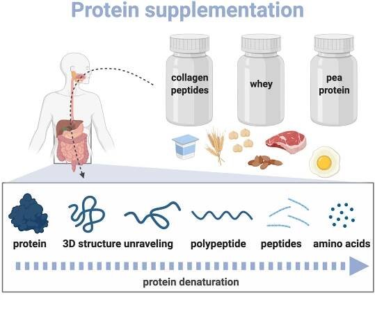 All About Protein (and Protein Powder) — Cate Ward Nutrition