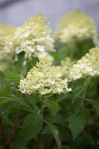 Little Lime® Hydrangea Shrub (Hydrangea paniculata ‘Jane’) blooms