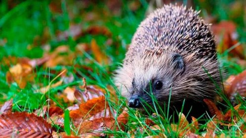 Hedgehog: životní styl ve volné přírodě, popis zvířete, co jedí, kolik živých, fotka