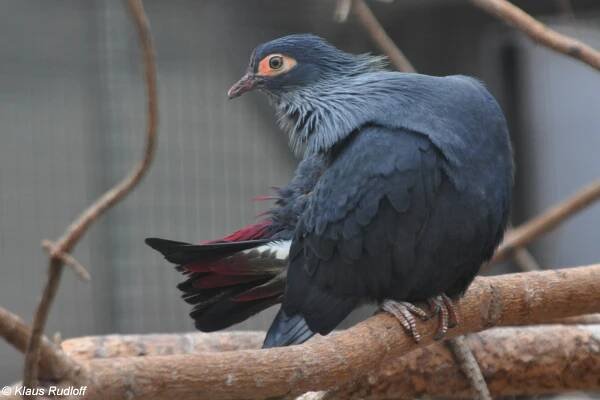 Alectroenas madagascariensis - holub červenoocasý