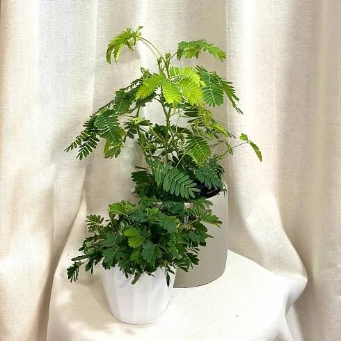 Citlivka / Mimosa pudica velká