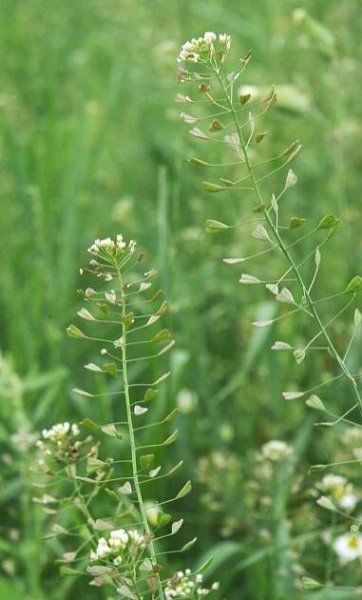 Kokoška pastuší tobolka – Přírodní antivirotika a antibiotika