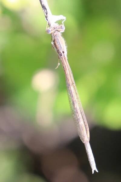 Sympecma fusca