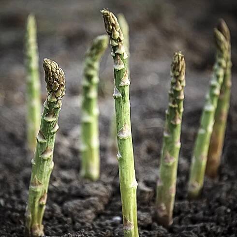 Asparagus Millenium; Hardy, Disease Resistant Asparagus, Long Lived