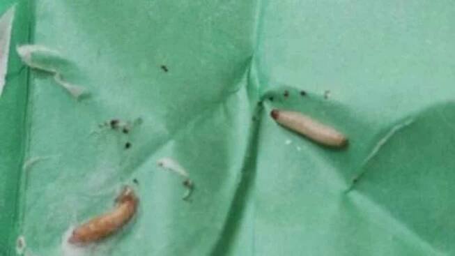 Nechutný nález v chebském Kauflandu, mouka byla podle inspekce zamořená škůdci