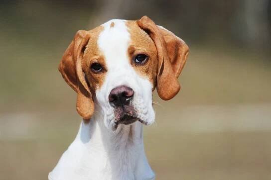 Pointer